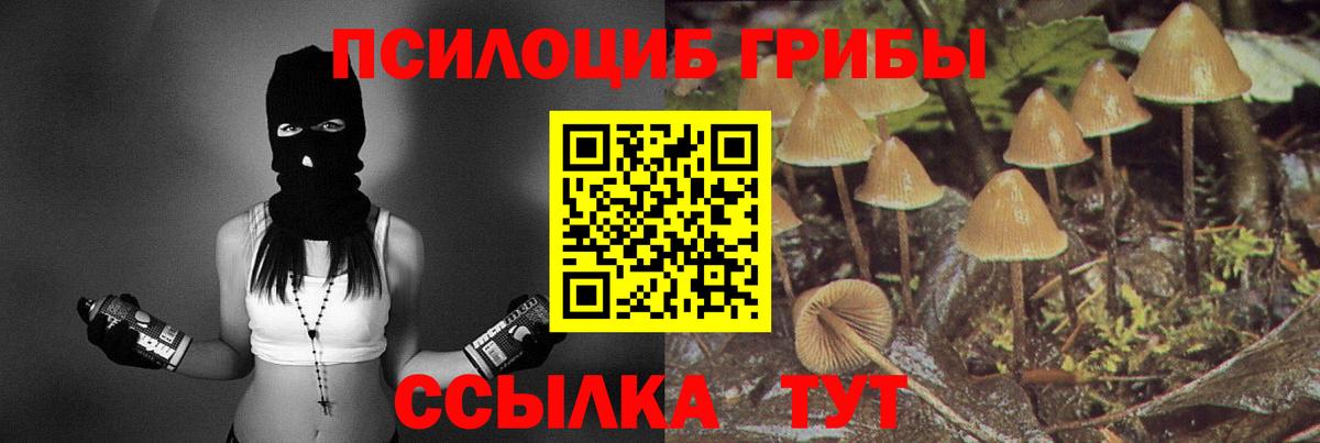 Галлюциногенные грибы Psilocybe Калуга